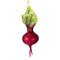 Cody Foster 6.0 Inch Heirloom Beet Christmas Tree Ornament , Vegetable Vibrant Color